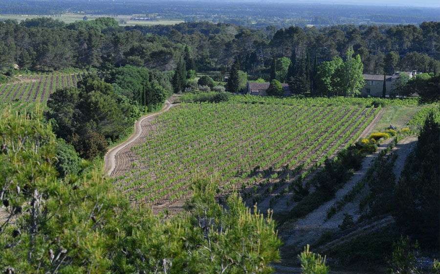 Le Domaine de Trévallon niché au coeur des Alpilles