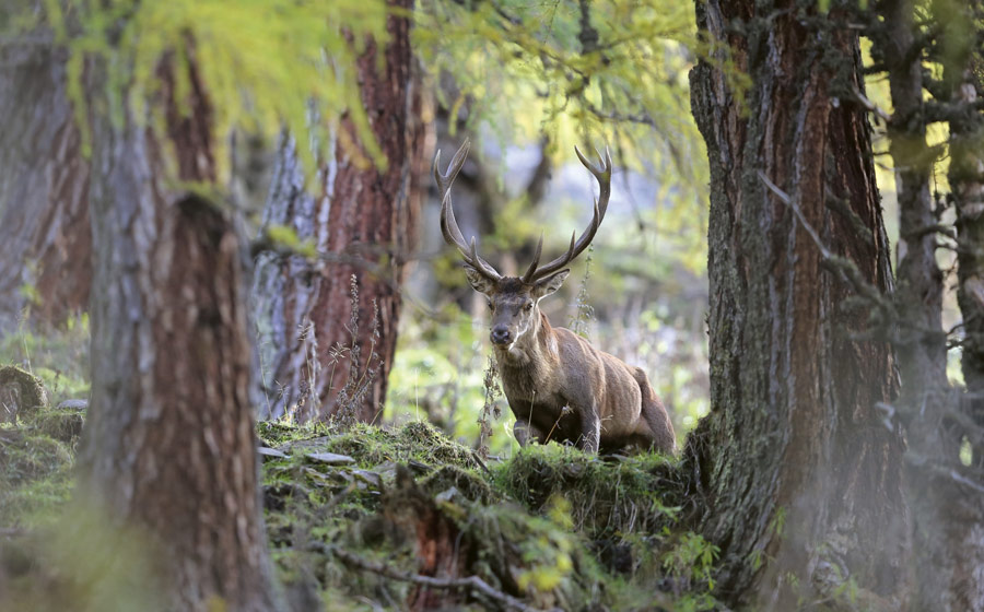 Un cerf rouge sauvage dans son habitat naturel