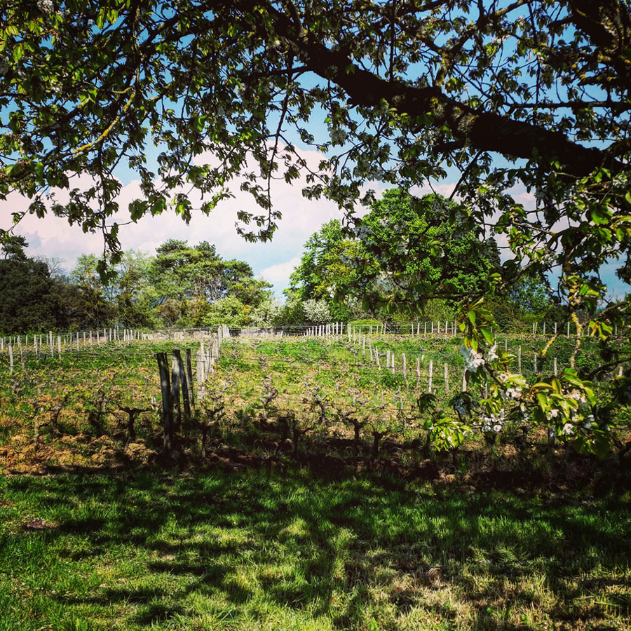 Les vignes du Clos de l'Échelier