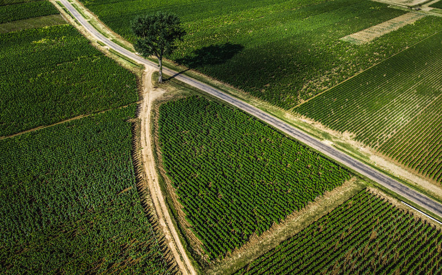 Les vignes de Meursault du Domaine Armand Heitz vues du ciel.