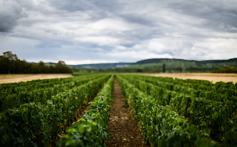 Les vignes du Domaine Armand Heitz.