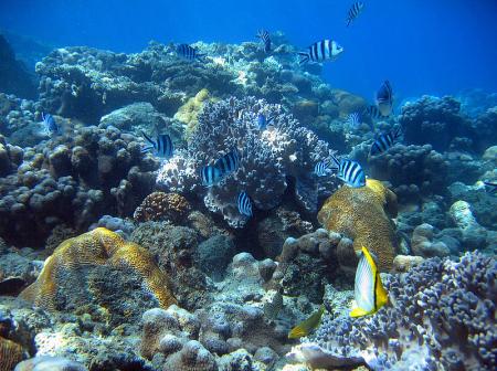 The fauna in the offing of the Ogasawara islands in Japan.