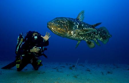 The legendary Coelacanthe