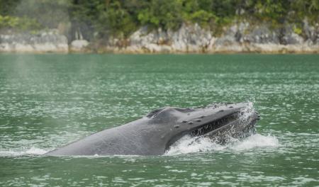 Humpback whale ©Mark Kelley