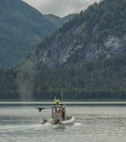 Humpback Whale protection project ©Mark Kelley
