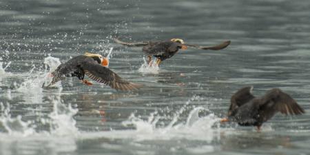 Puffin ©Mark Kelley