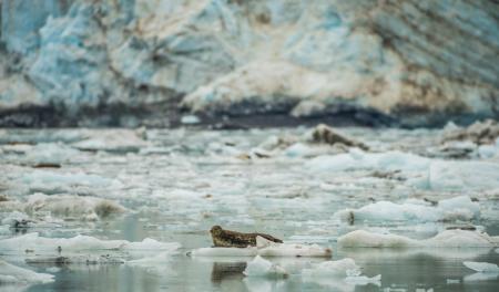 Seals ©Mark Kelley