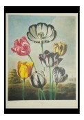 Florilège - Tulipe